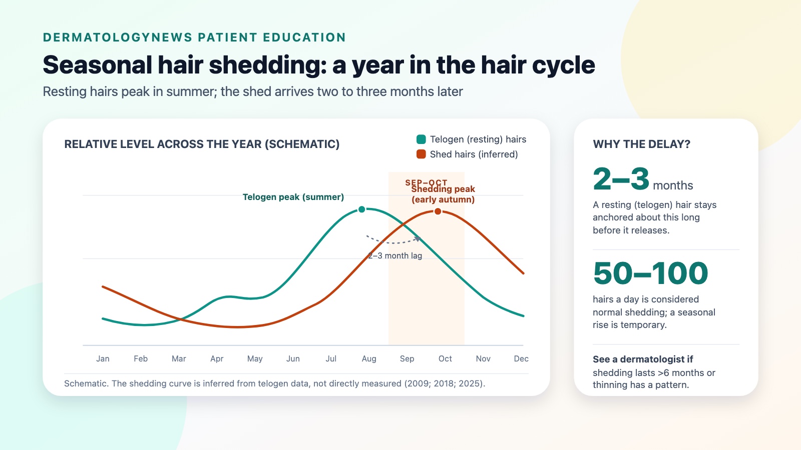 Timeline diagram of seasonal hair shedding: the proportion of resting telogen hairs peaks in summer, and shedding is inferred to rise two to three months later in early autumn before follicles re-enter growth.
